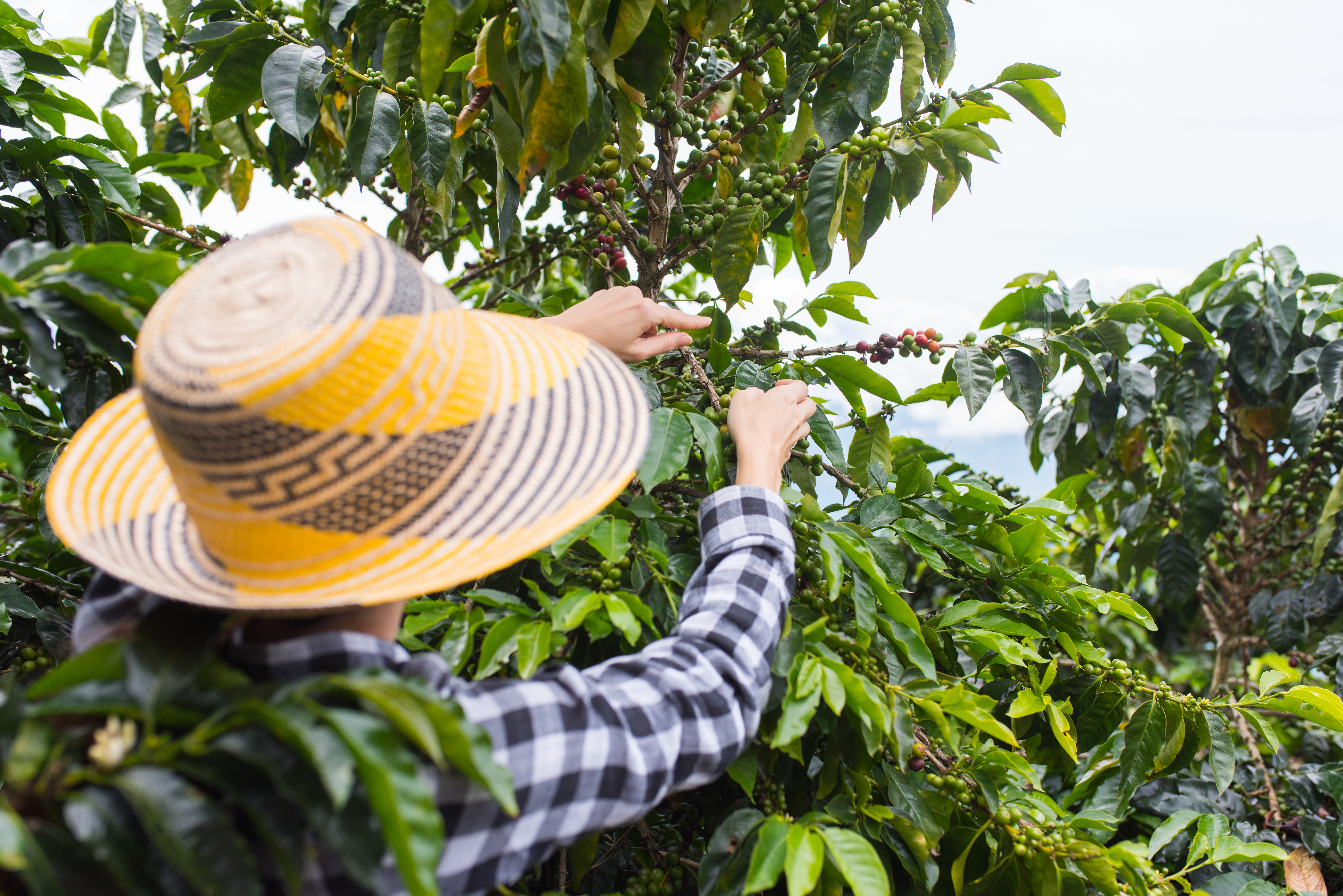 Coffee, Cacao & the Pulse of Colombia , image 3